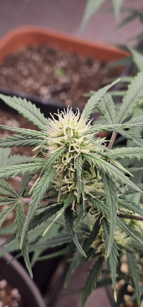 Gorilla Z Fast Buds. Week 6
