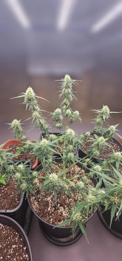 Gorilla Z Fast Buds. Week 7