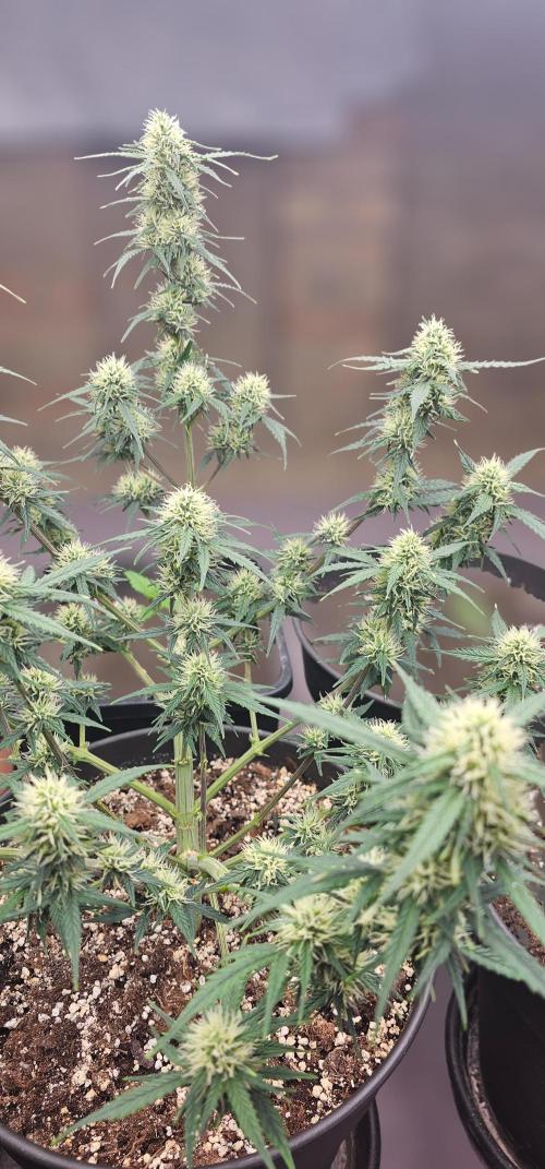 Gorilla Z Fast Buds. Week 7