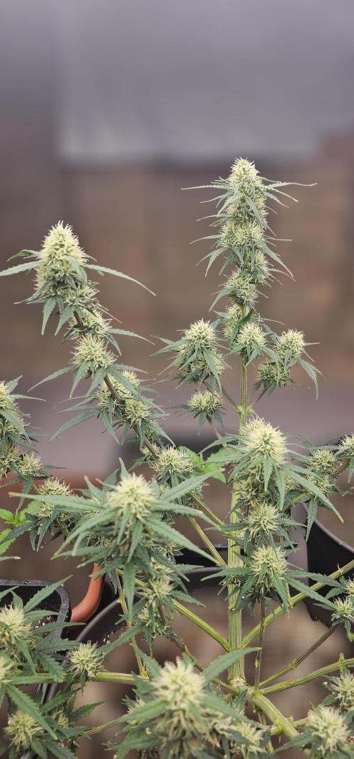 Gorilla Z Fast Buds. Week 7