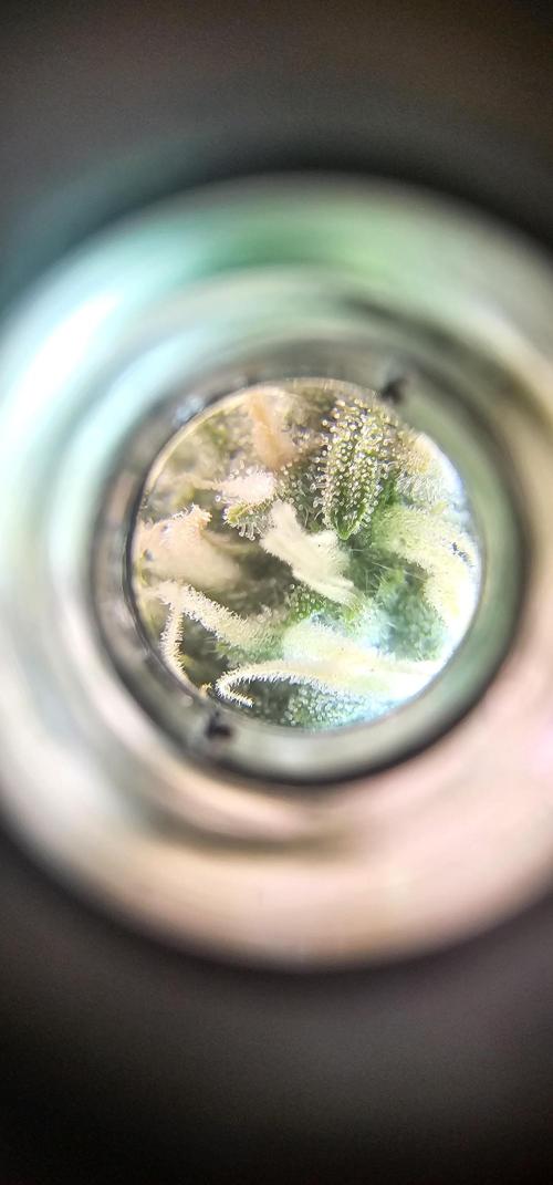 Gorilla Z Fast Buds. Week 7