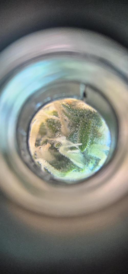 Gorilla Z Fast Buds. Week 7