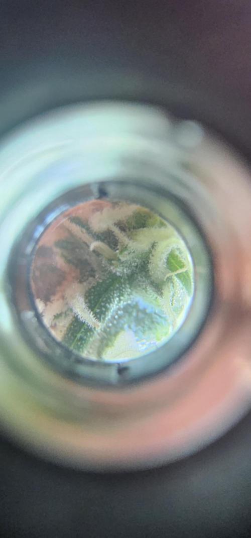 Gorilla Z Fast Buds. Week 7