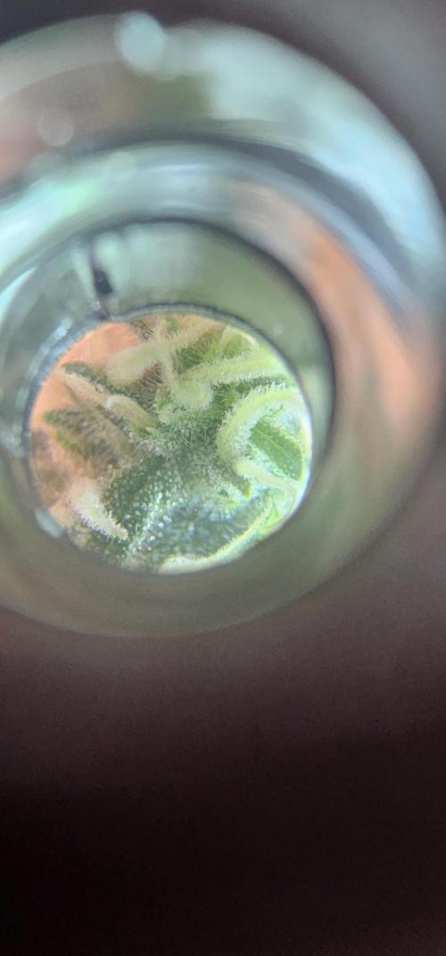 Gorilla Z Fast Buds. Week 7