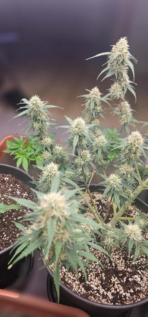 Gorilla Z Fast Buds. Week 8
