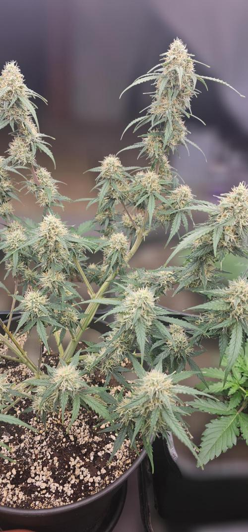 Gorilla Z Fast Buds. Week 8