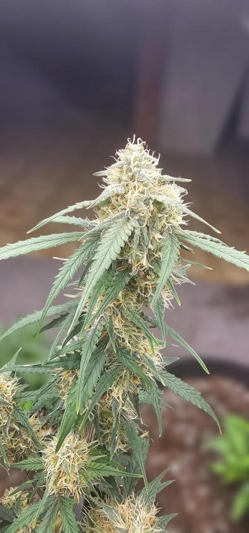 Gorilla Z Fast Buds. Week 8