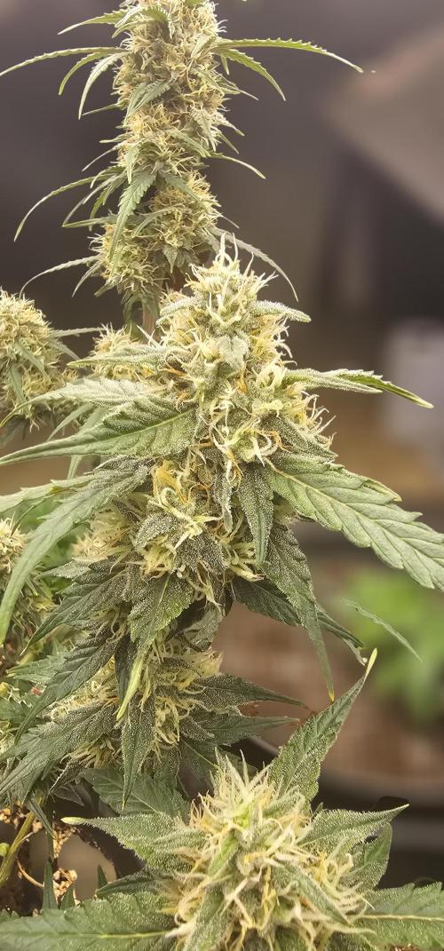 Gorilla Z Fast Buds. Week 8