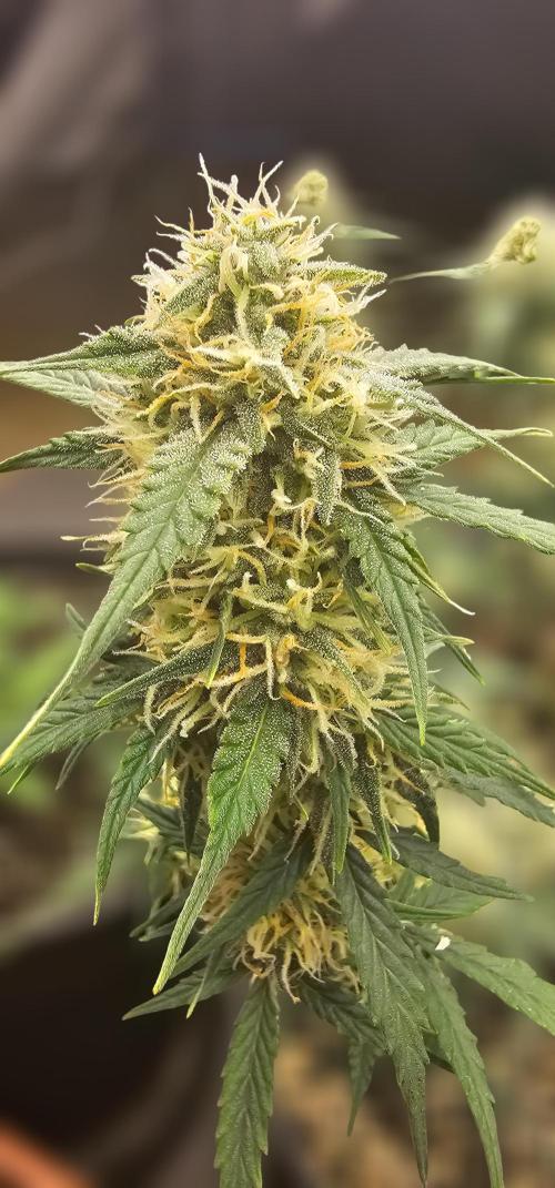 Gorilla Z Fast Buds. Week 8