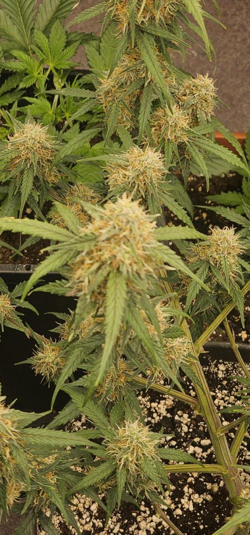 Gorilla Z Fast Buds. Week 9