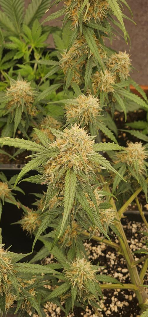 Gorilla Z Fast Buds. Week 9