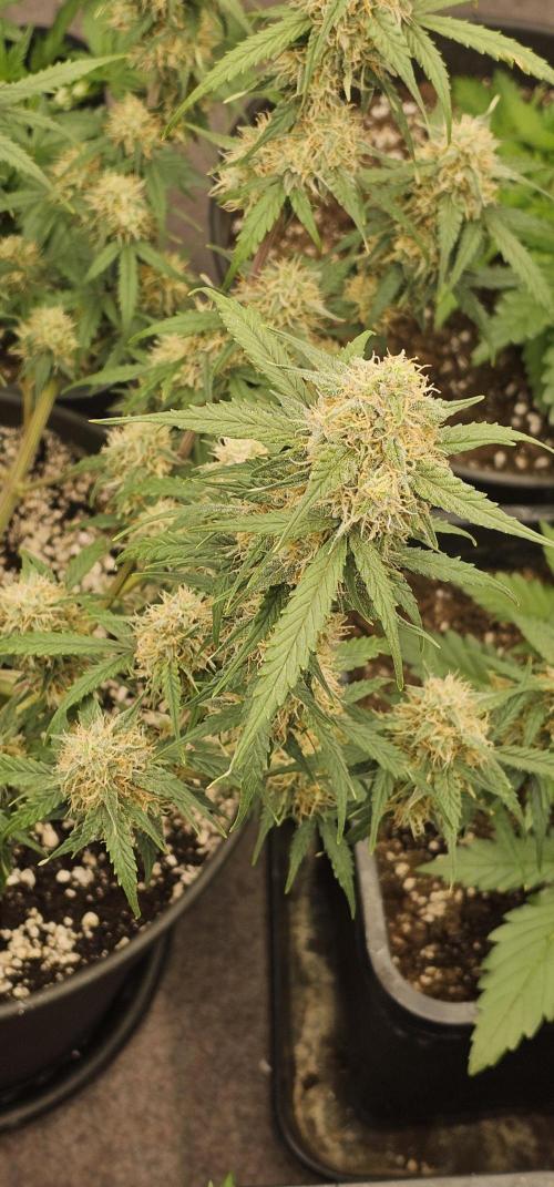 Gorilla Z Fast Buds. Week 9
