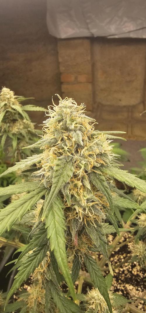 Gorilla Z Fast Buds. Week 9