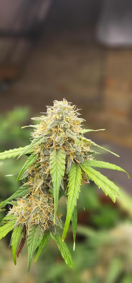 Gorilla Z Fast Buds. Week 10