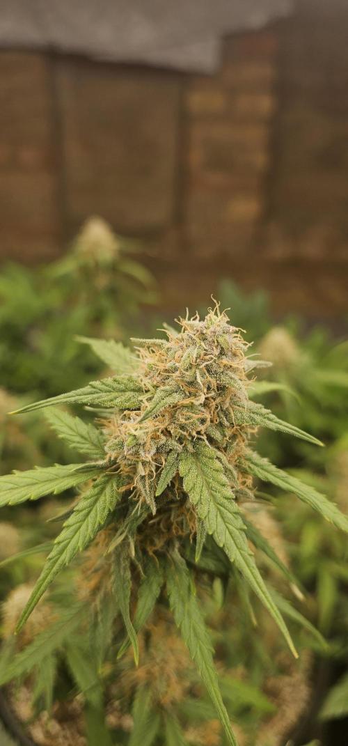 Gorilla Z Fast Buds. Week 10