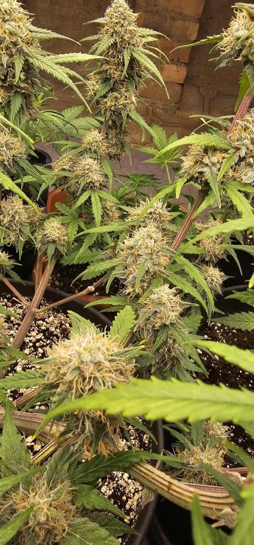 Gorilla Z Fast Buds. Week 10