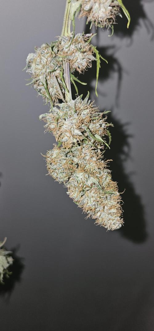 Gorilla Z Fast Buds. Week 11