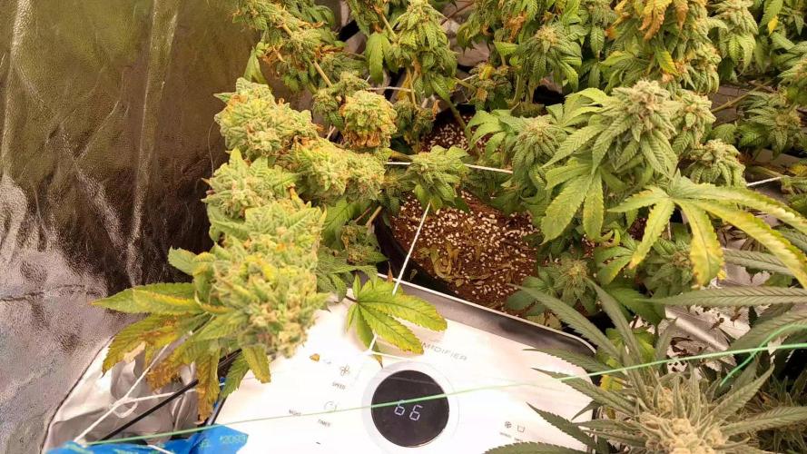 First grow left side