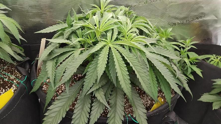 Grow 3  blue gelato & GMP