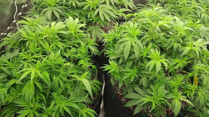 Grow 3 blue gelato & GMP