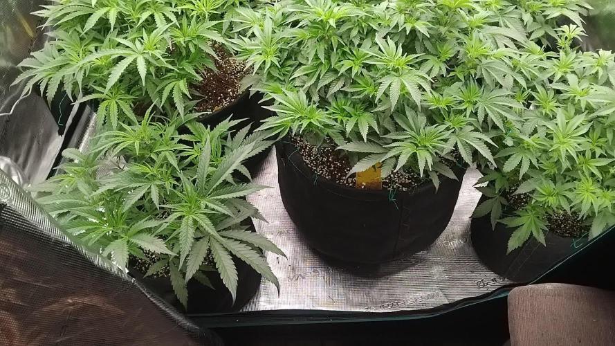 Grow 3  blue gelato & GMP