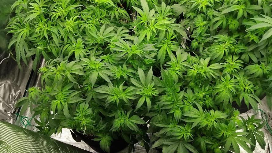 Grow 3  blue gelato & GMP