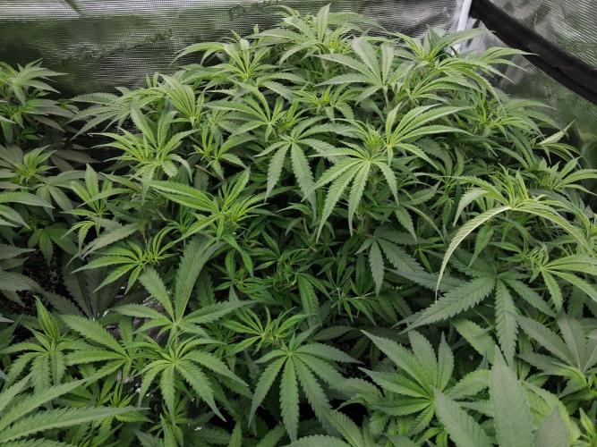 Grow 3  blue gelato & GMP. Week 8