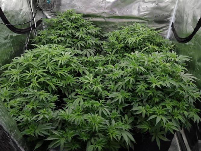 Grow 3  blue gelato & GMP. Week 8