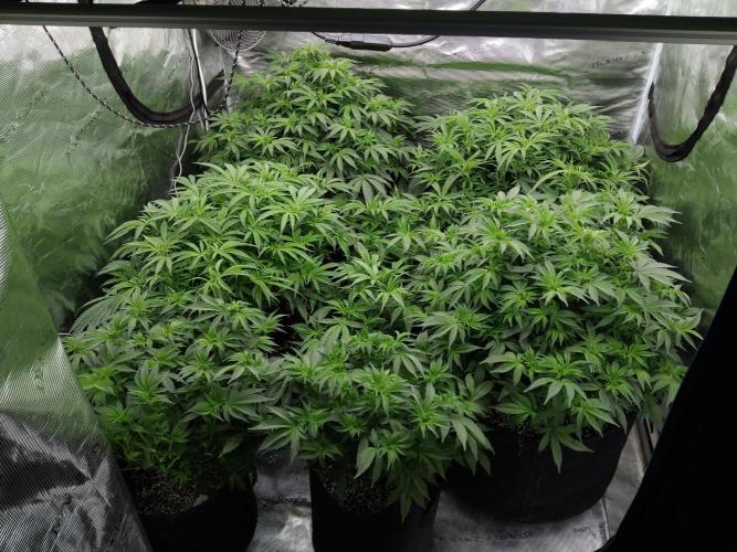 Grow 3  blue gelato & GMP. Week 8