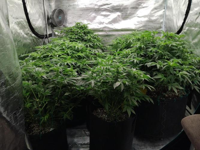 Grow 3  blue gelato & GMP. Week 8