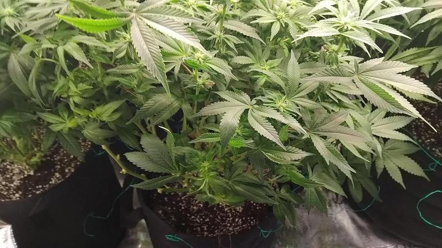 Grow 3 blue gelato & GMP