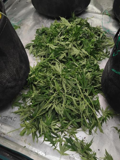 Grow 3  blue gelato & GMP. Week 9