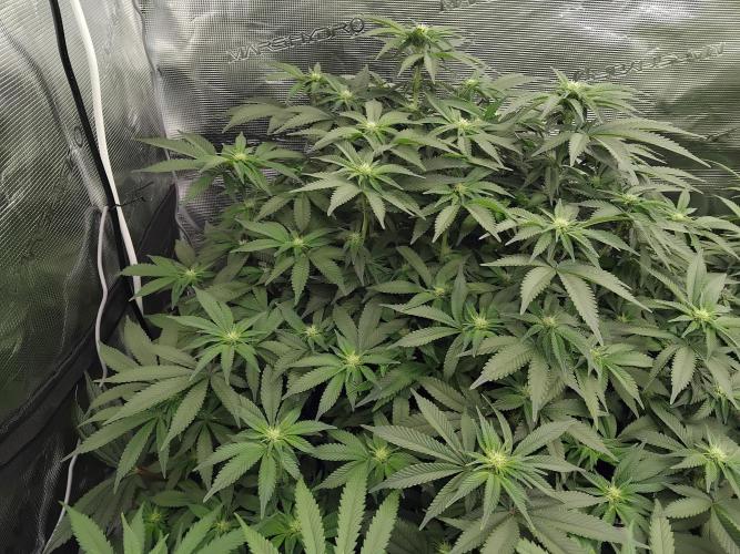 Grow 3  blue gelato & GMP. Week 9