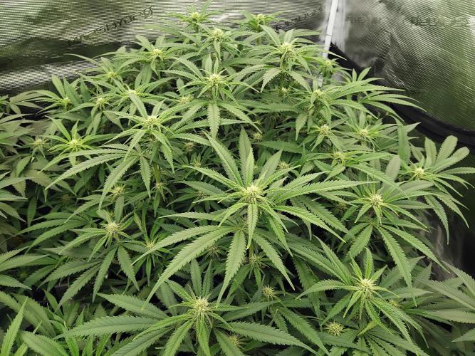 Grow 3  blue gelato & GMP. Week 9