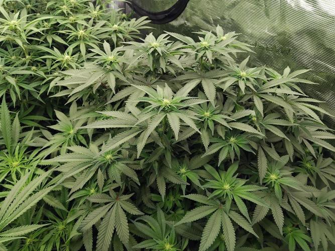 Grow 3  blue gelato & GMP. Week 9