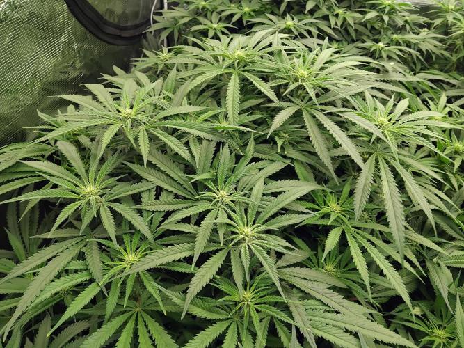 Grow 3  blue gelato & GMP. Week 9