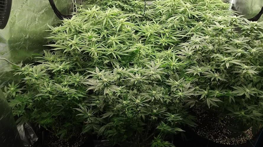 Grow 3 blue gelato & GMP