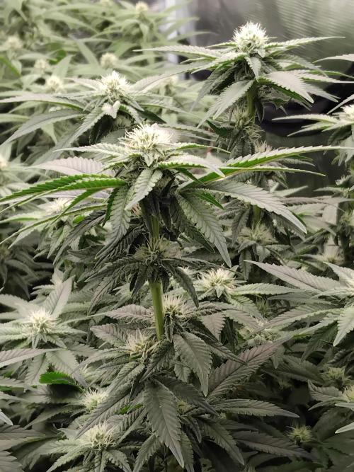 Grow 3  blue gelato & GMP. Week 10