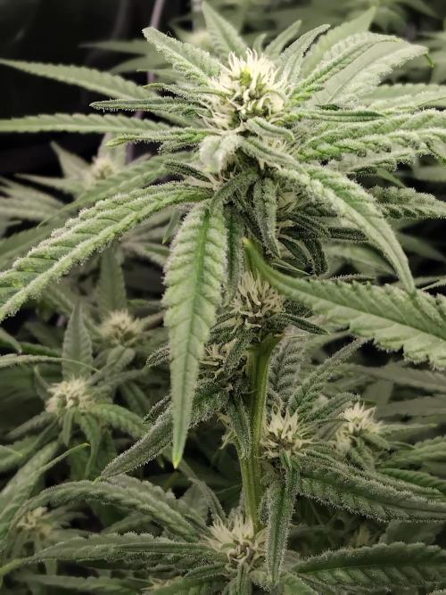 Grow 3  blue gelato & GMP. Week 10