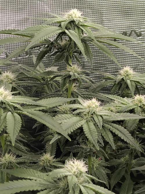 Grow 3  blue gelato & GMP. Week 10