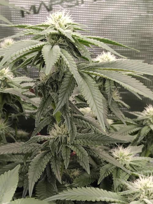 Grow 3  blue gelato & GMP. Week 10
