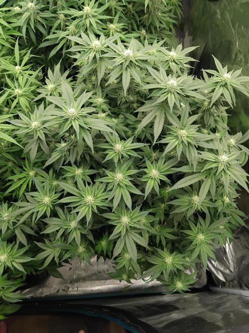 Grow 3  blue gelato & GMP. Week 10