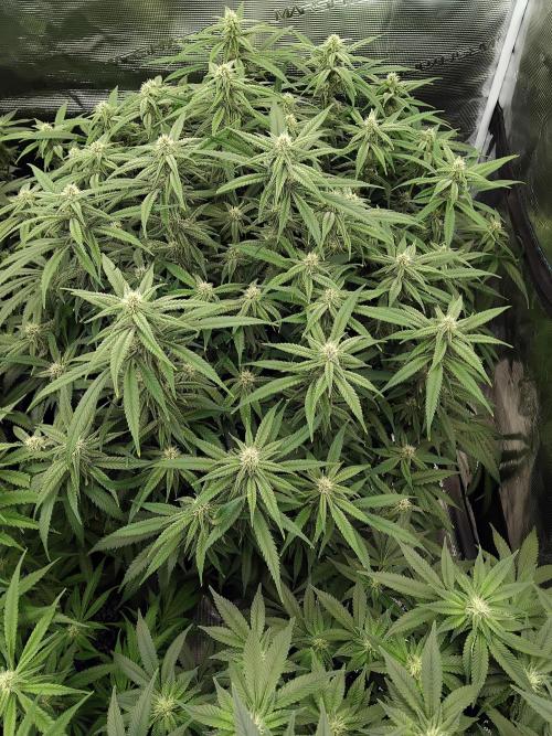 Grow 3  blue gelato & GMP. Week 10