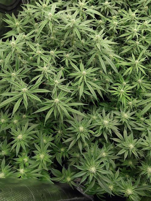 Grow 3  blue gelato & GMP. Week 10