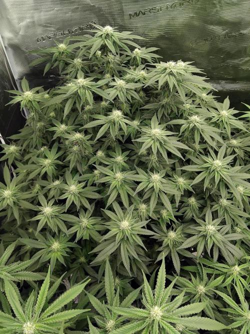 Grow 3  blue gelato & GMP. Week 10