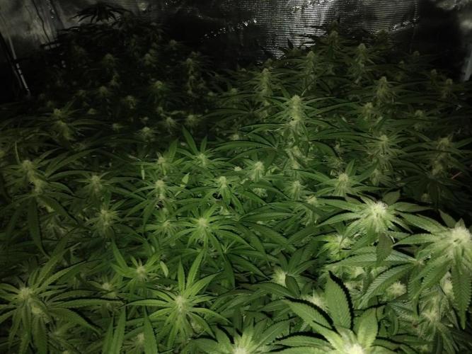 Grow 3  blue gelato & GMP. Week 10