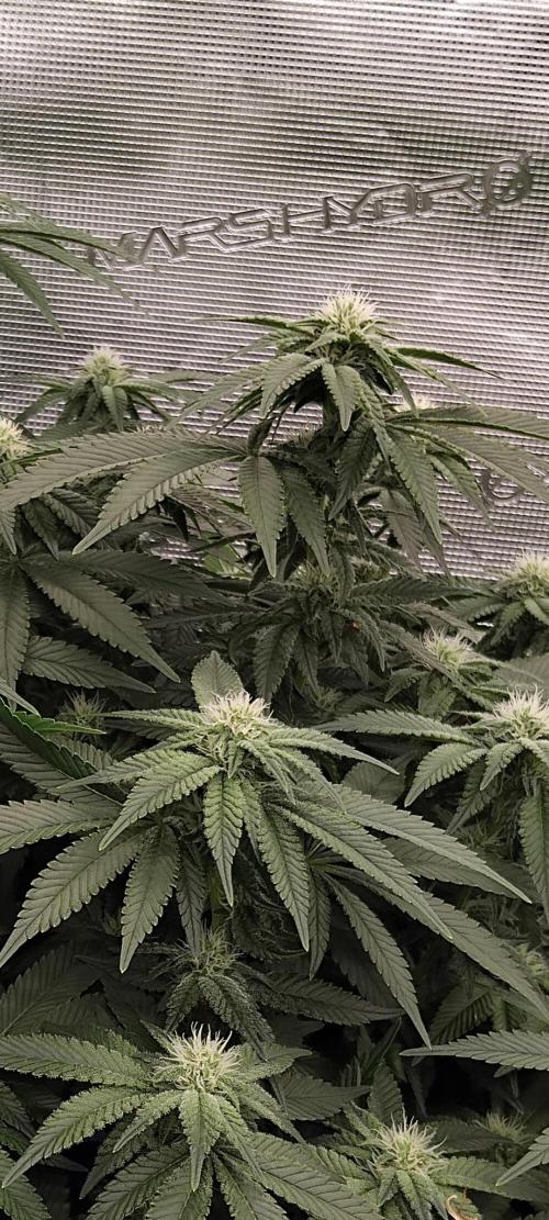 Grow 3  blue gelato & GMP. Week 10