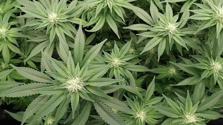 Grow 3 blue gelato & GMP