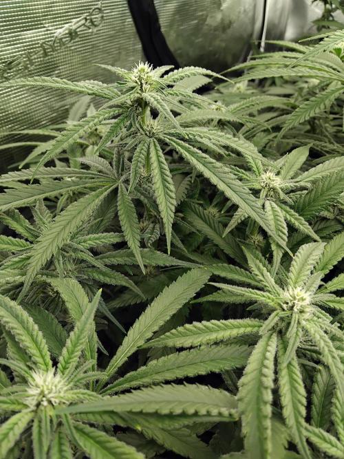 Grow 3  blue gelato & GMP. Week 10