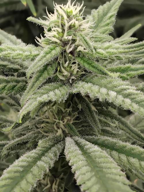 Grow 3  blue gelato & GMP. Week 10 - Day 28 of flower